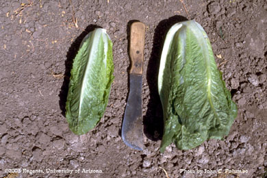 Reduced size of romaine heart caused  by western flower thrips 