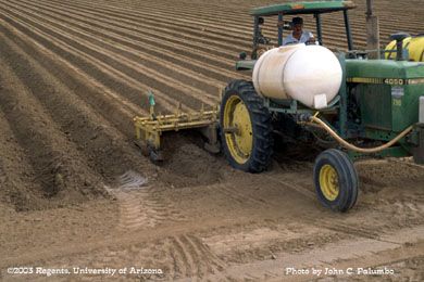 Pre-plant application of Admire to head lettuce fields