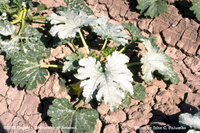 Silverleaf feeding disorder on untreated zucchini squash