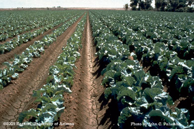 Effects of whitefly feeding on untreated cauliflower plants in Gila Valley, AZ