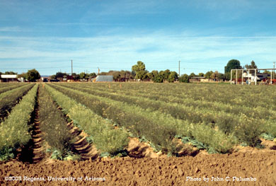 Brassica seed crop in post bloom growth phase, Yuma Arizona