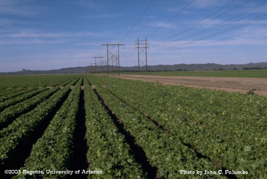 Pre-harvest stage head lettuce field in the Gila Valley, Arizona