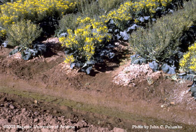 Brassica seed crop in bloom, Yuma Arizona