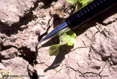 Effects of Success on cabbage looper larvae 2 days following application