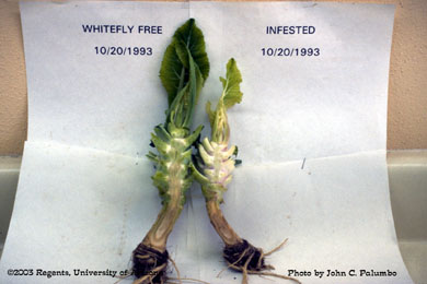 Impact of whitefly feeding on Admire-treated and untreated cauliflowers plants