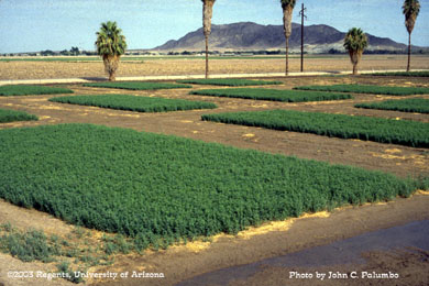 Alfalfa plots established to examine effects of whitefly infestations on forage hay yield and quality
