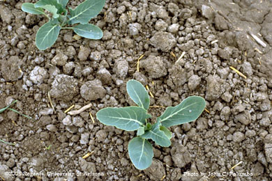 Vigorous cauliflowers plants treated with Admire 