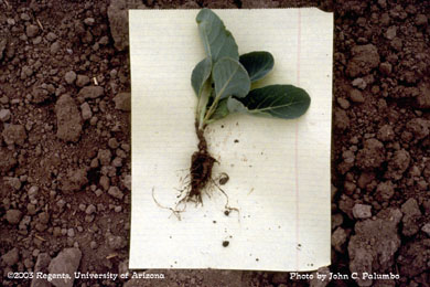 Cauliflowers plant treated with Admire 2 weeks following transplanting