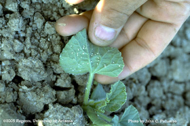 Untreated melon seedling infested with adult whiteflies, Yuma, Arizona.