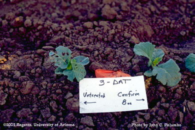 Evidence of cabbage looper damage to untreated broccoli plants, Yuma, Arizona.