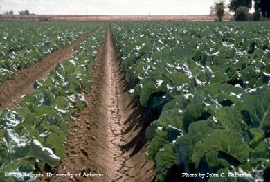Effects of whitefly feeding on untreated cauliflower plants in Gila Valley, AZ