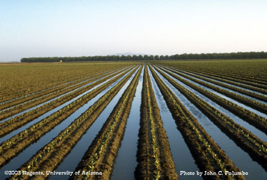 Furrow irrigation of cauliflower transplants, Yuma Valley, Arizona