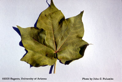 Healthy cotton leaf where leafminers where controlled.