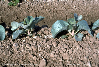 Effects of whitefly feeding on untreated cauliflower plants in Gila Valley, AZ