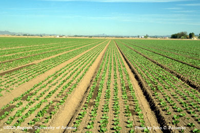 Romaine heart production on drip irrigated beds