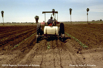 Side dress application of Platinum on spring melons, Yuma Valley, Arizona.