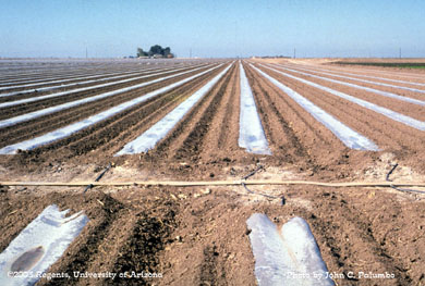  Melon stands in plots established using plastic (mid-bed trench) and drip irrigation,  Yuma Valley, Arizona