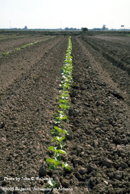  Melon stands in plots established using Yuma beds and furrow irrigation,  Yuma Valley, Arizona