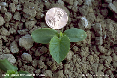  Melon seedling in plots established using conventional beds and drip irrigation,  Yuma Valley, Arizona