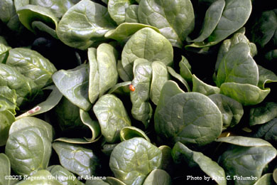 Lady beetle on spinach plants treated with Neem for aphid control