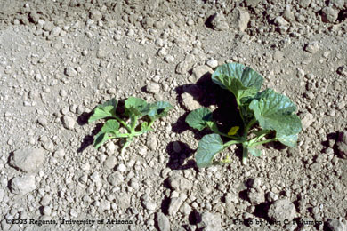 Impact of whitefly feeding on untreated cantaloupe plant