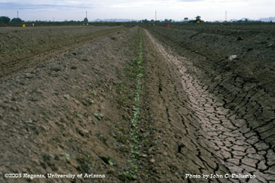  Melon stands in plots established using Yuma beds and furrow irrigation,  Yuma Valley, Arizona
