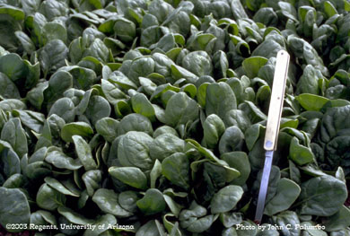 Baby spinach production in Yuma Arizona.