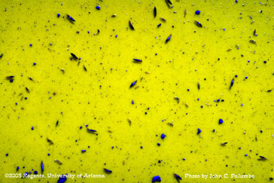 Western flower thrips on yellow sticky trap placed in insecticide treated romaine field, Yuma Valley, Arizona