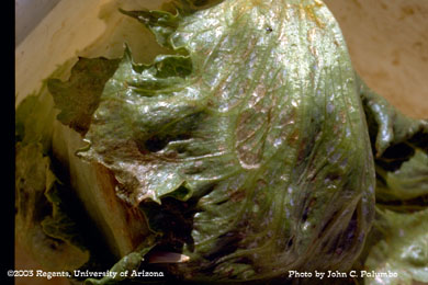 Scarring on cap leaf of untreated lettuce head by western flower thrips 