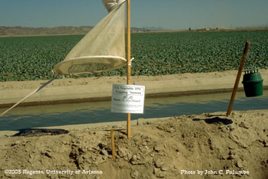 Pheromone traps placed adjacent to lettuce field as part of an areawide monitoring program, Dome Valley, Arizona