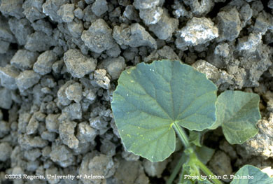 Impact of whitefly feeding on untreated cantaloupe plant