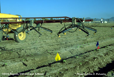 Lettuce plants being sprayer with a hydraulic sprayer at the post-thinning stage