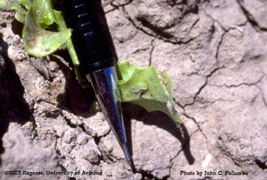 Effects of Success on cabbage looper larvae 2 days following application