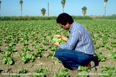 Lettuce plants being sampled for presence of beet armyworm larvae and damage following an insecticide application