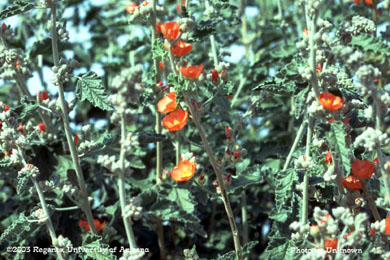 Globemallow