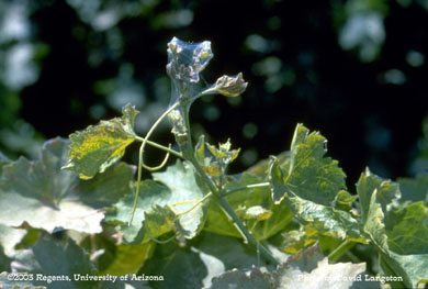 Spider mites on grape