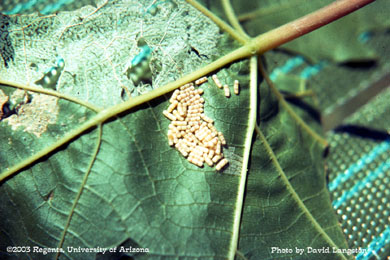 Grape leaf skeletonizer larvae