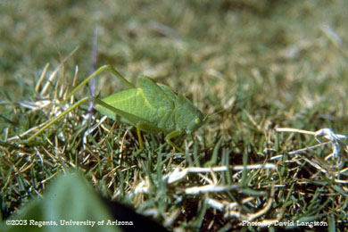 Katydid nymph