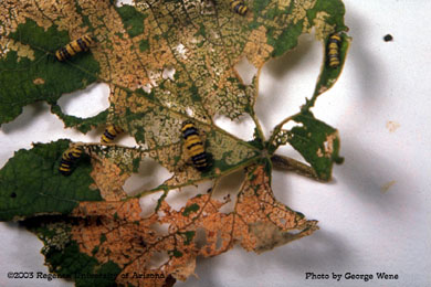 Grape leaf skeletonizer larvae and damage