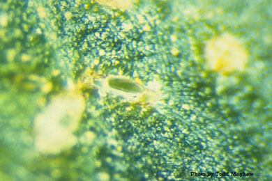 Lygus hesperus egg 