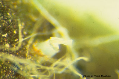 Lygus hesperus egg on cotton