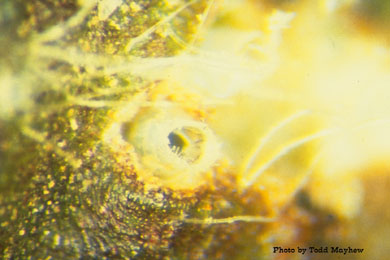 Lygus hesperus egg on cotton