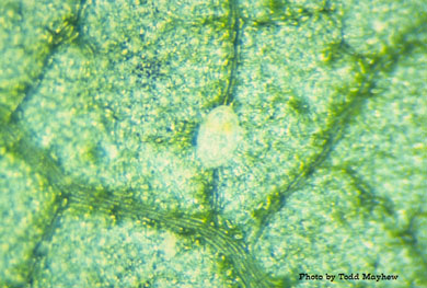 Bemesia tabaci nymph on cotton
