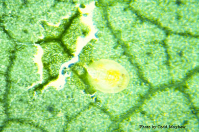 4th instar Bemesia tabaci = argentifolii