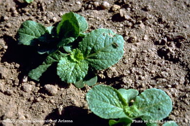 Stripped flea beetle on Napa cabbage