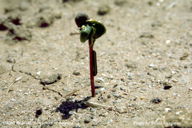 Armyworm on cotton seedling