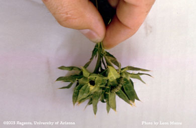 Bollworm damage in safflower