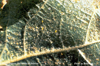 Whitefly Bemesia tabaci