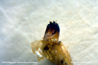 Mandibles of heliothis sp.?