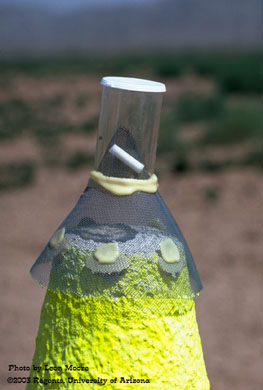 Weevil trap